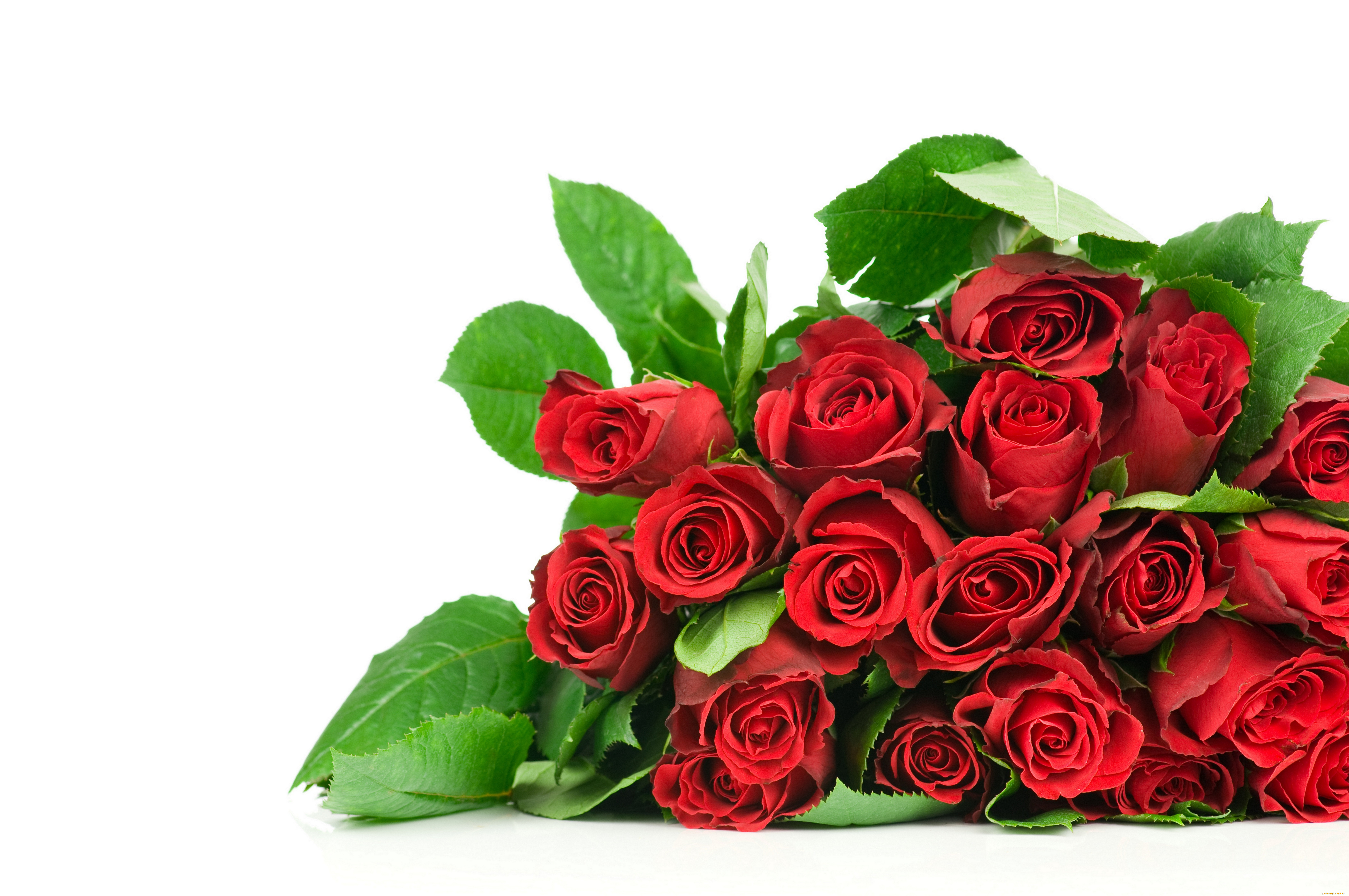 День. Букет роз. Красивый букет цветов. Красивый букет роз. Красивый букет цветов на белом фоне.